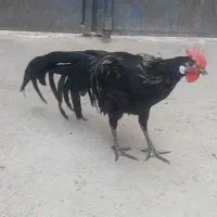 خروس و مرغ