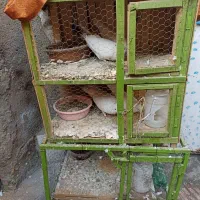 کفتر یا کبوتر باقف جفت کن|پرنده|قم, شاد قلی|دیوار