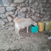 ۳ عددبز دورگه ابستن|حیوانات مزرعه|کرمان, |دیوار