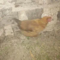 مرغ محلی تخمگذار|حیوانات مزرعه|طرقبه, |دیوار