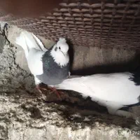 کبوتر|پرنده|داراب, |دیوار