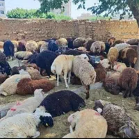 شهرک ظفر،شهرک گلها،گوهردشت ،گوسفندزنده ارسال|حیوانات مزرعه|کرج, شهرک ظفر|دیوار