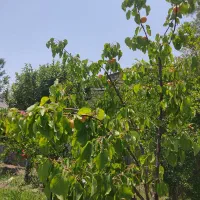 باغ 660متر روستای زواریان|فروش خانه و ویلا|سلفچگان, |دیوار