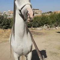 فروش مادیون|اسب و تجهیزات اسب‌سواری|ساوه, |دیوار