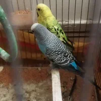 مرغ عشق خوب|پرنده|یاسوج, |دیوار