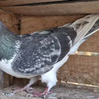 کبوتررنگی|پرنده|قم, کلهری|دیوار