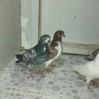 کبوتر ساعتی