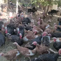 ۷۰ عدد بوقلمون سالم|حیوانات مزرعه|قم, دانش|دیوار