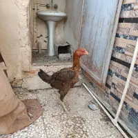 مرغ لاری|حیوانات مزرعه|نیمروز, |دیوار