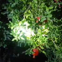 اجاره-باغ-میوه