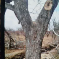 خرید و فروش چوب خشک و تر قاسمی.