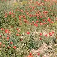 زمین-کشاورزی