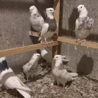 طوقی زرین شکلاتی و هفرنگ و آبی و آجری و دم سفید|پرنده|بافق, |دیوار