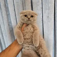 اسکاتیش دبل فولد لیلاک،خاکستری روشن کرم طور|گربه|مشهد, دانشجو|دیوار