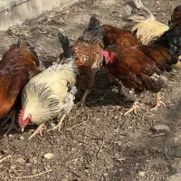 بوقلمون ، خروس