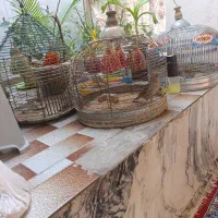 قناری|پرنده|بروجن, |دیوار