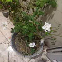 گل رز|گل و گیاه طبیعی|تهران, وردآورد|دیوار