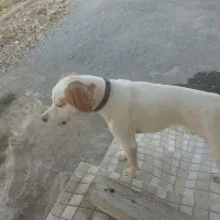 پوینتر انگلیسی|سگ|رشت, استادسرا|دیوار