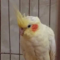 فروش عروس هلندی مولد