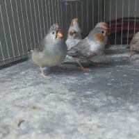 فنچ اورنج و لپ سیاه اروپایی معاوضه