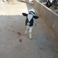 سلام گوساله ماده