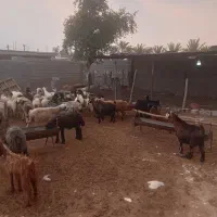 سوپرگوشت کهره بره بز میش.گوساله شتر|حیوانات مزرعه|فراشبند, |دیوار