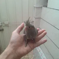 عروس هلندی|پرنده|قزوین, |دیوار