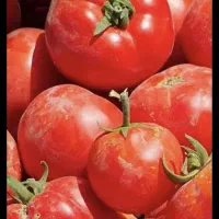 گوجه گرد قوچان مناسب ابگیری و رب با رب دهی بالا|خوردنی و آشامیدنی|مشهد, هدایت|دیوار