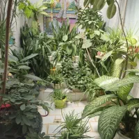 گل و گیاه شاد