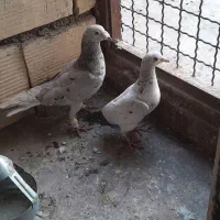 سارموشی