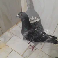 کبوتر