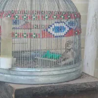 طغرا پرنده قناری عروس هلندی|پرنده|کرمان, |دیوار