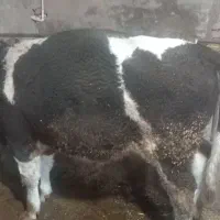 فروش ۵راس گاو گوساله|حیوانات مزرعه|ایلخچی, |دیوار