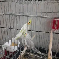 دوعروس با لوازم