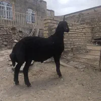 بره قوچ همو 9ماه کشیده درشت ب شرط