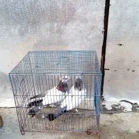 جوجه بشرط تضمینی