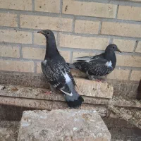 فروش ۴عدد کبوتر جوان و سالم و سرحال .