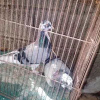 یک جفت کبوتر  فروشی