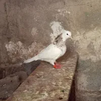 طوقی|پرنده|دهدشت, |دیوار