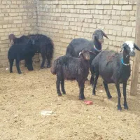 میش بره قره قزل.شیره دار.