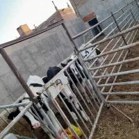 ۵ راس گوساله نرو ماده