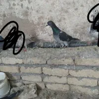 ۴ تا جوجه مسافتی