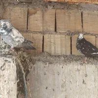 چند عدد کبوتر|پرنده|چمران, |دیوار