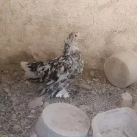مرغ وخروس پاپری