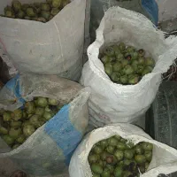 گردو حدودا ۴۰۰ کیلو