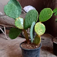 گل طبیعی کاکتوس بزرگ