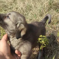 واگذاری سگ|سگ|رستمآباد, |دیوار