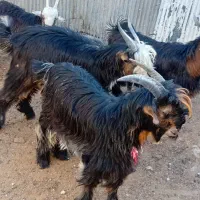 بیگ نر چهار عدد مست مست|حیوانات مزرعه|مسجد سلیمان, |دیوار