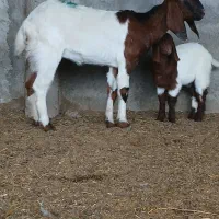 بز جوان با بزغاله نر