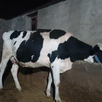 فروش گاو آبستن